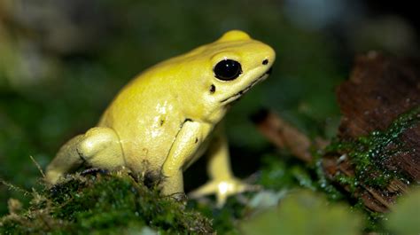File:Golden Poison dart frog Phyllobates terribilis.jpg - Wikipedia