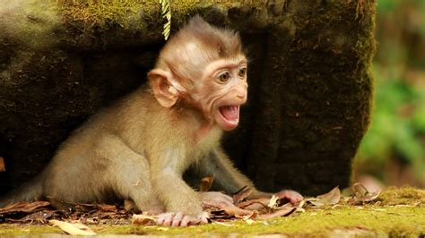 Baby monkey crying - YouTube