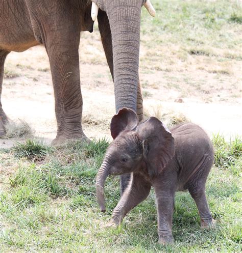 Elephant Baby Flapping Ears by Simbas-pal on deviantART