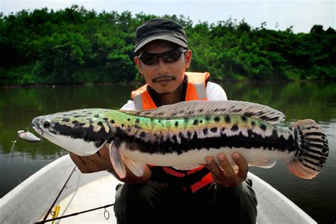 INFO GAN !!!: Fakta Unik Tentang Ikan TOMAN