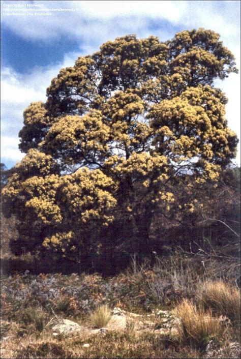 PlantFiles Pictures: Black Wattle (Acacia mearnsii) by kennedyh