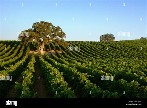 Agriculture - Rolling mid-summer wine grape vineyard with oak trees on ...