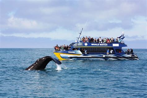 Whale watching boat tours Kaikoura with Whale watch kaikoura