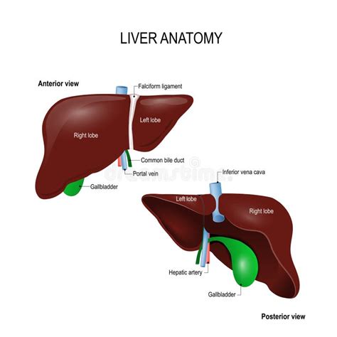 Liver Anatomy