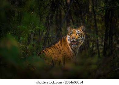 Majestic Bengal Tiger Natural Habitat Stock Photo 2084608054 | Shutterstock