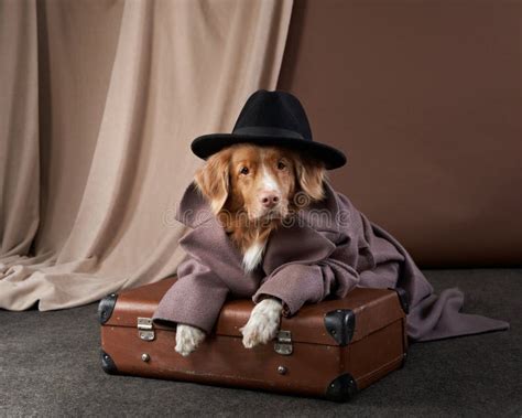 Dog in Human Clothes. Pet in a Coat. Funny Nova Scotia Tolling Retriever. Stock Image - Image of ...