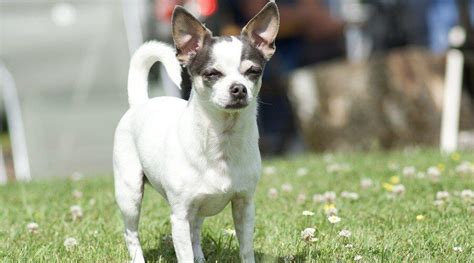 Jack Russell Terrier Chihuahua Mix: All About The Jack Chi Jack Russell Terriers, Jack Terrier ...