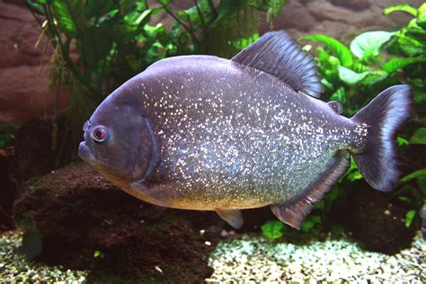 Red Bellied Piranha Pygocentrus nattereri image - Free stock photo - Public Domain photo - CC0 ...