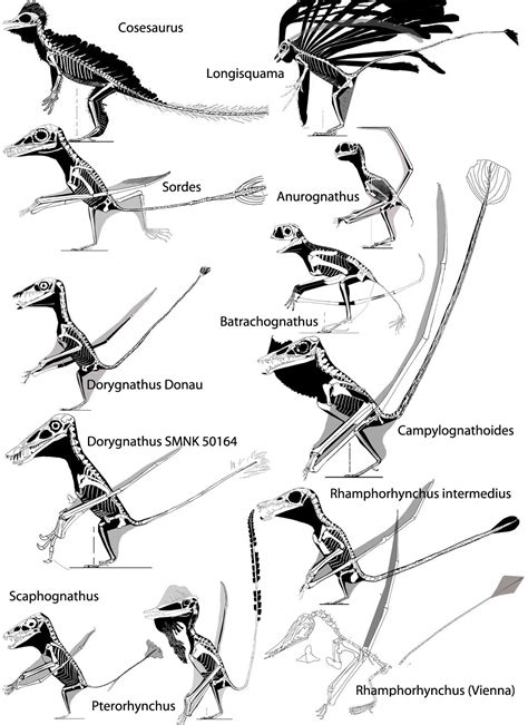 Rhamphorhynchus Size