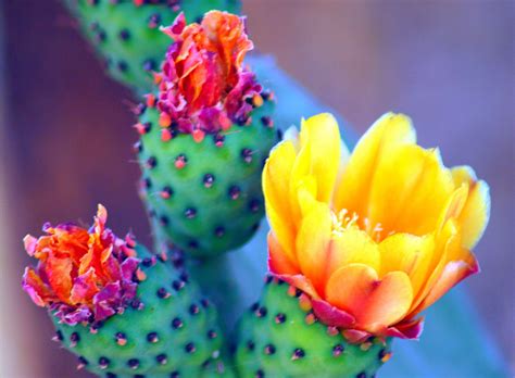 Collected Images — Sonoran Desert Cactus Flower by I Luv Cameras ...