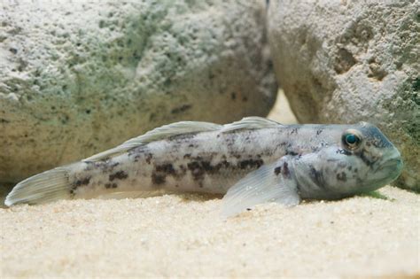 The Round Goby, an Uninvited Resident of the Great Lakes, Is Doing Some Good - The New York Times