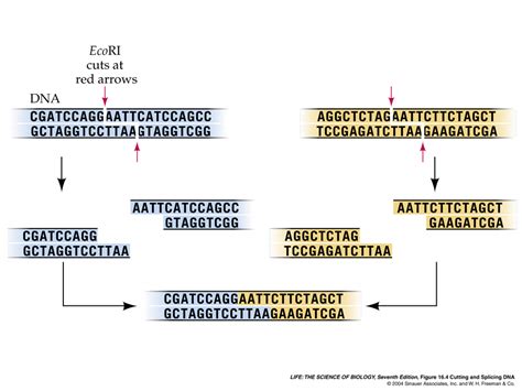 What makes DNA sticky-ends sticky? - ECHEMI