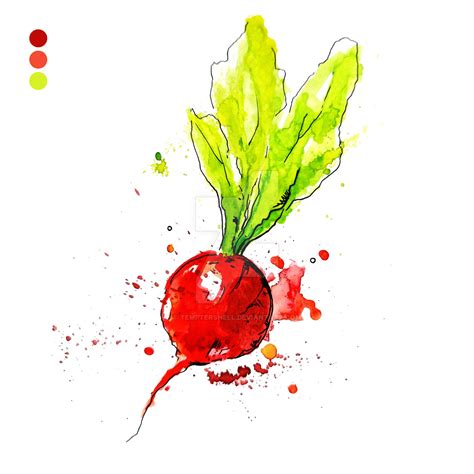 watercolor radish by temptershell on DeviantArt