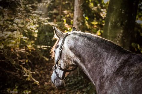 What Is A Gelding Horse? Definition And Complete Guide