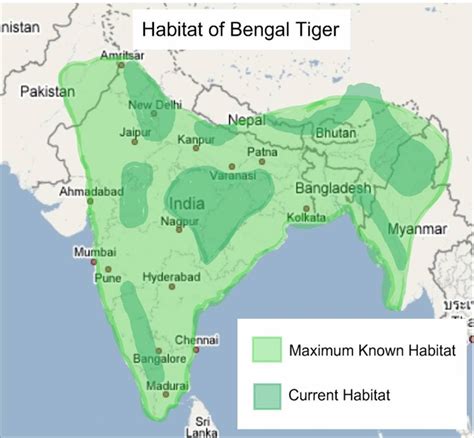 Distribution and Habitat - White Bengal Tigers