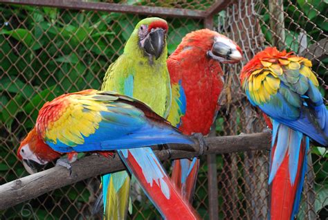 Scarlet and Great Green (Buffons) Macaws at Amigos de las Aves in Costa ...