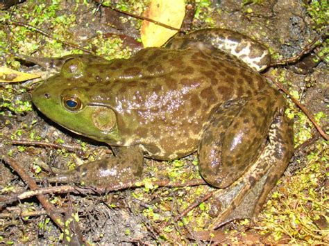 American Bullfrog | Brad Glorioso’s Personal Website Amphibians and ...