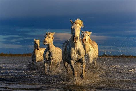 Camargue Horses | World Photo Adventure