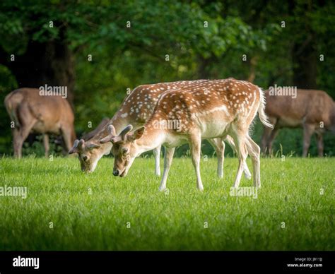 White fallow deer uk hi-res stock photography and images - Alamy