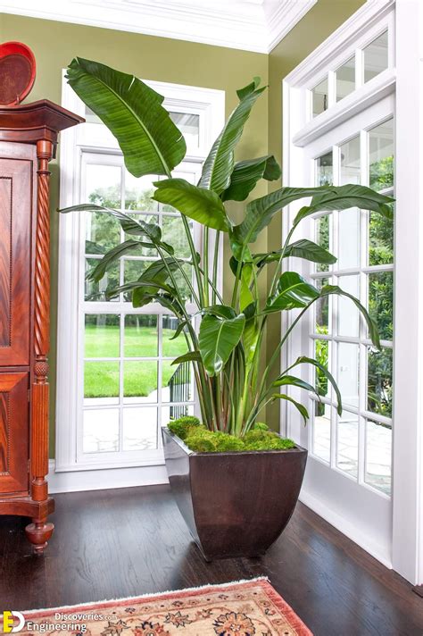 30 Indoor Green Plants For Your Home To Look Fresher And Cooler - Engineering Discoveries