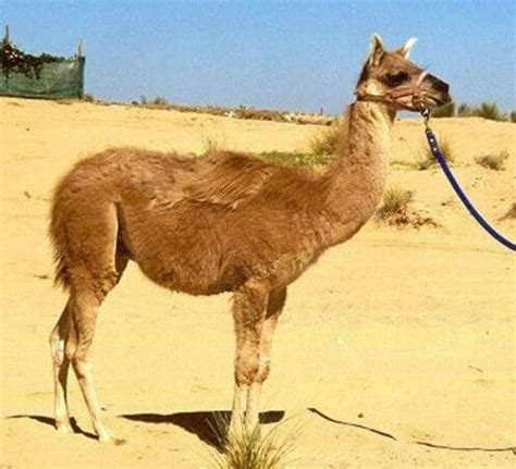 A Cama, Half Camel and Half Llama | Weird animals, Rare animals, Cool pets