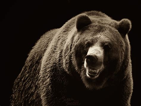 🔥 [40+] Grizzly Bear HD Wallpapers | WallpaperSafari