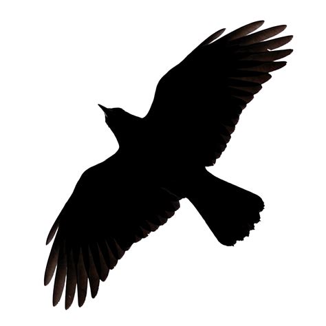 Raven PNG Transparent Raven.PNG Images. | PlusPNG