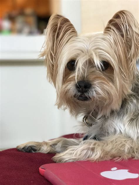 Yorkie Silky Mixed Terrier | Yorkie, Animals, Pets