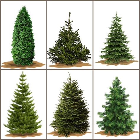 A Useful Guide to Pick the Right Christmas Tree