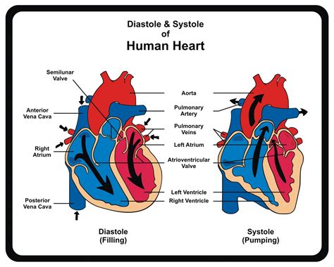 Systemic Sclerosis Patients with High Pulmonary Artery Pressure May Have Increased Mortality