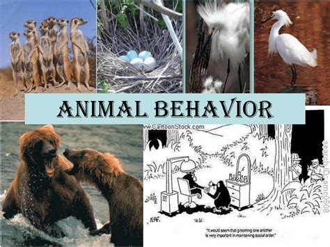 Animal Behavior