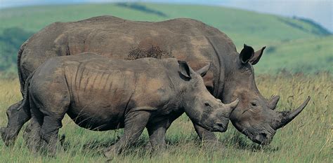 Our Work in South Africa | International Rhino FoundationInternational Rhino Foundation