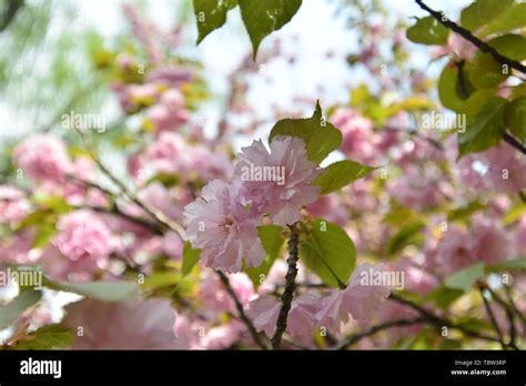 Japanese cherry blossoms Kyushu cherry blossoms Stock Photo - Alamy