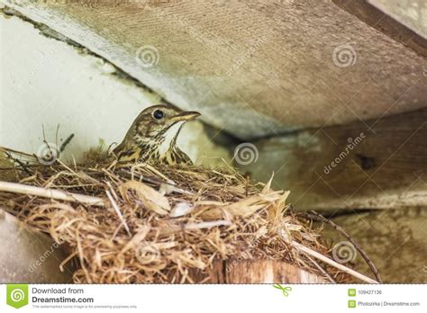 Bird is Hatching Eggs in Nest Stock Photo - Image of husbandry, building: 109427136