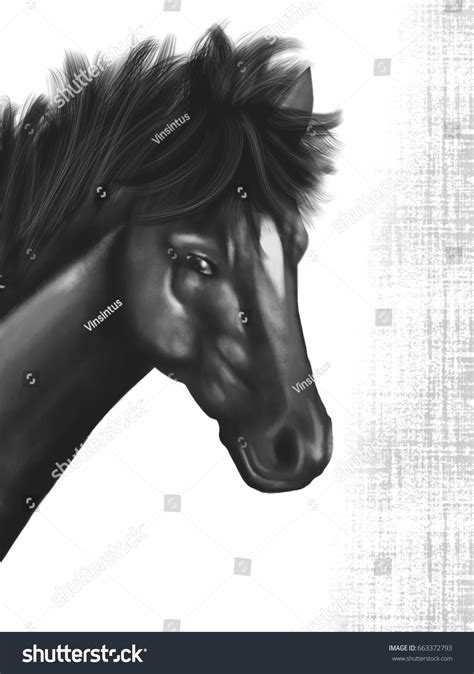 Handsome Black Mustang Horse Portrait Drawing Stock Illustration ...