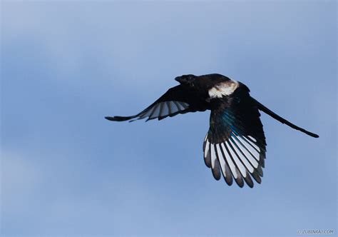 Magpie In Flight - Zubin's Photography