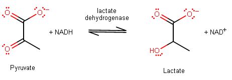 What is a dehydrogenase enzyme and what does it do? | Socratic