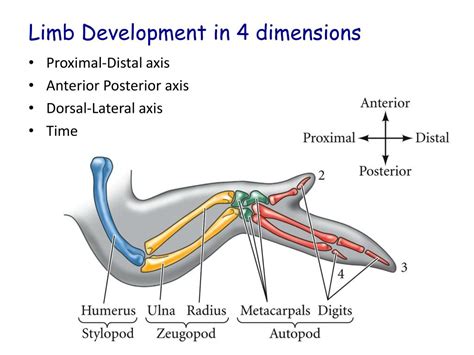 PPT - Tetrapod Limb Development PowerPoint Presentation, free download - ID:2354812