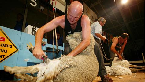 Sheep Shearing Competition 2024 - Rubie Clarinda