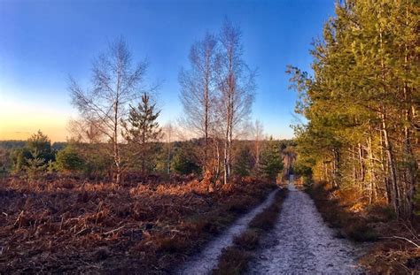 Trois balades en forêt de Rambouillet, une forêt plus grande que Paris