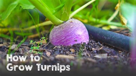 How to Grow Lots of Turnips from Seed to Harvest - YouTube