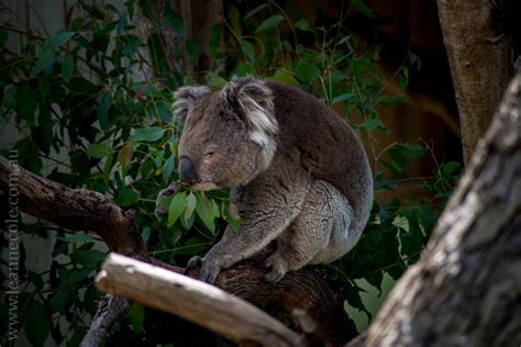 Weekend Wanderings: Phillip Island Wildlife Park - LEANNE COLE - The Photographer's Mentor