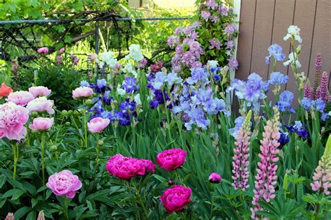 World of Irises: THE BLUE IRIS GARDEN -- Planting A Monochromatic Tall Bearded Iris Bed | Iris ...