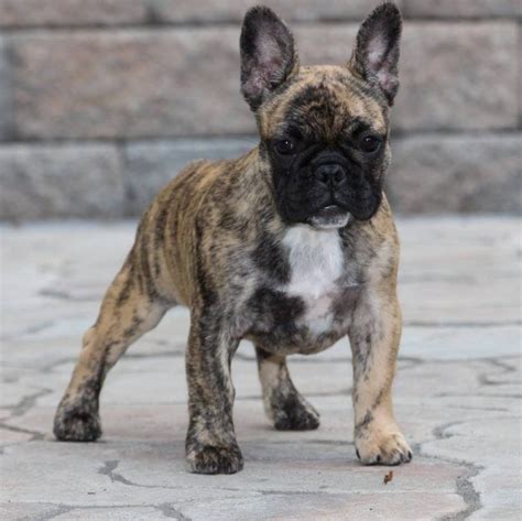 Brindle French Bulldog Color White French Bulldog Puppies, Brindle French Bulldog, French ...