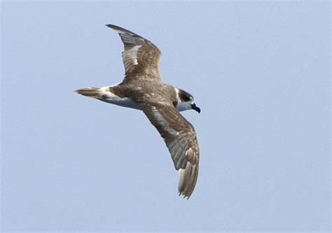 Bermuda Petrel | Animal Database | Fandom