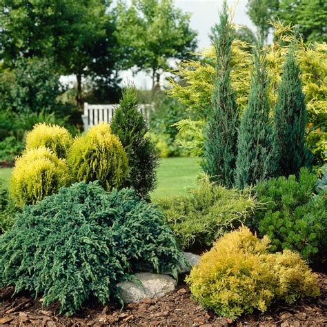 YouGarden Evergreen Dwarf Conifer plant collection 6 colours in 9cm pots: Amazon.co.uk: Garden ...