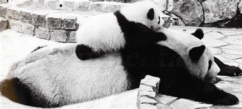 Panda Love GIFs - Find & Share on GIPHY