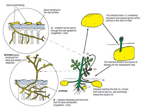 Late blight disease cycle - merchantLasi