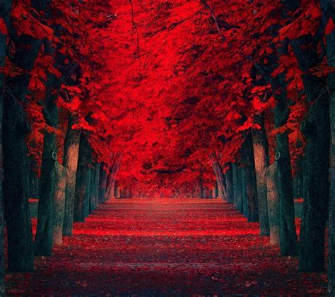 Red Trees Wallpaper