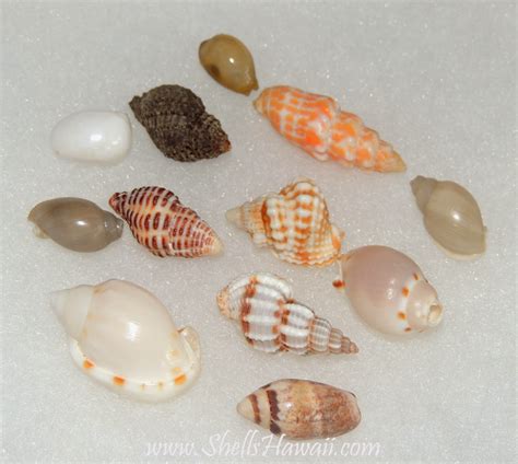 ShellsHawaii ...by Janjira: Hawaiian Seashells